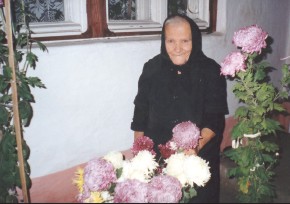 хризантема