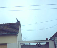 krov.jpg