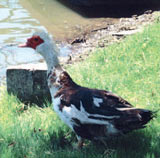 patak.jpg