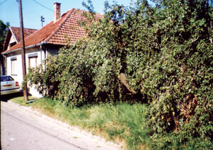 rodile-sljive.jpg